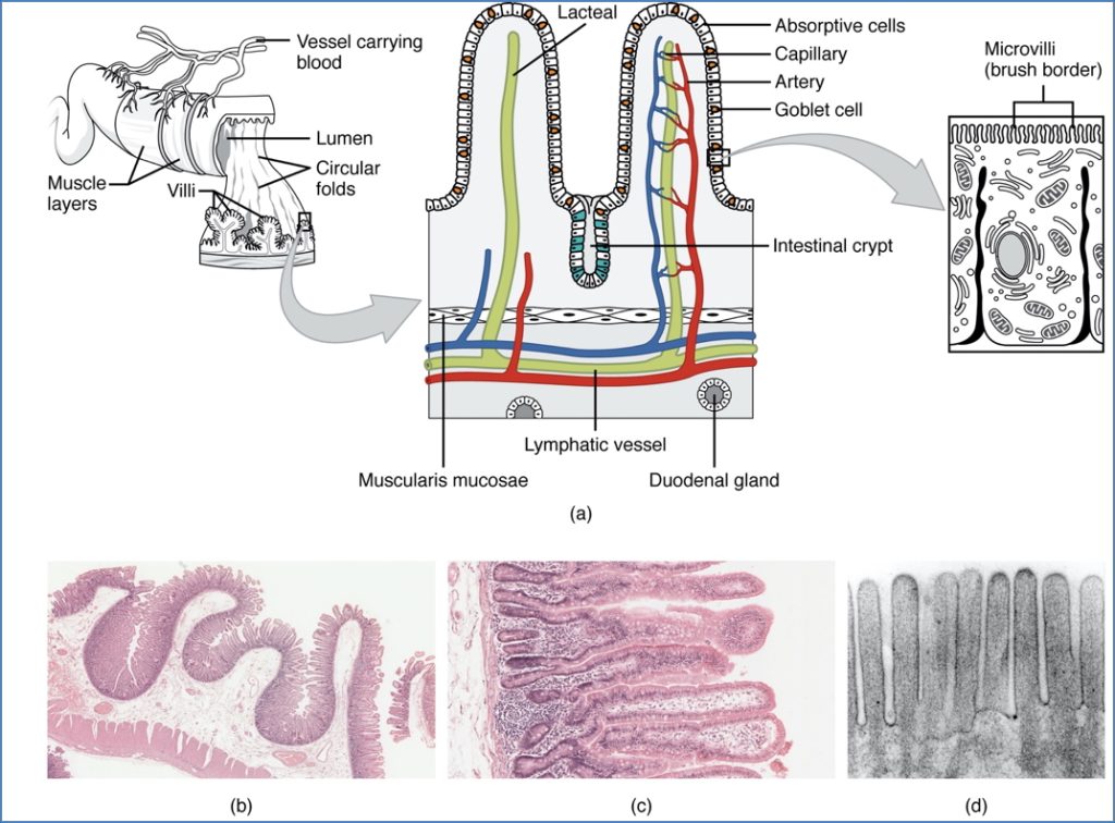 gastrointestinal secretions - Crypts of Lieberkuhn