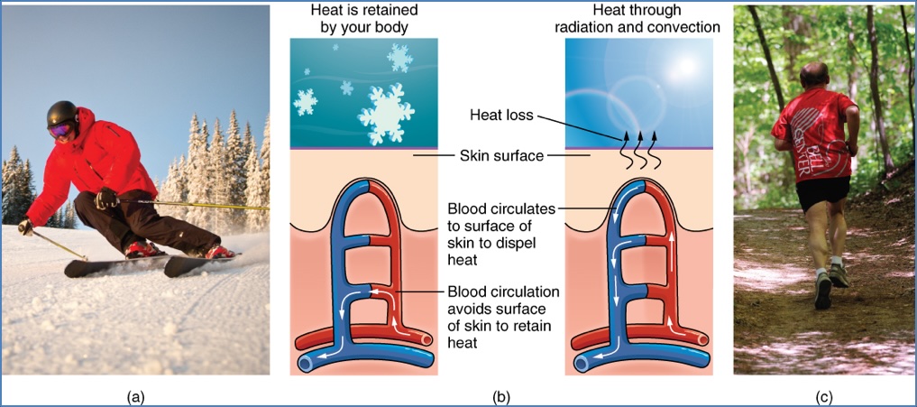 Skin appendages - Cutaneous Circulatory Apparatus