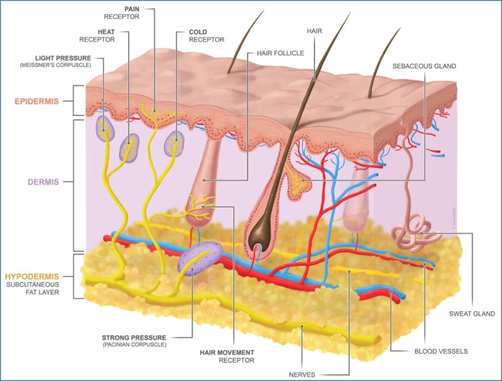 Skin appendages - Cutaneous Sensory System