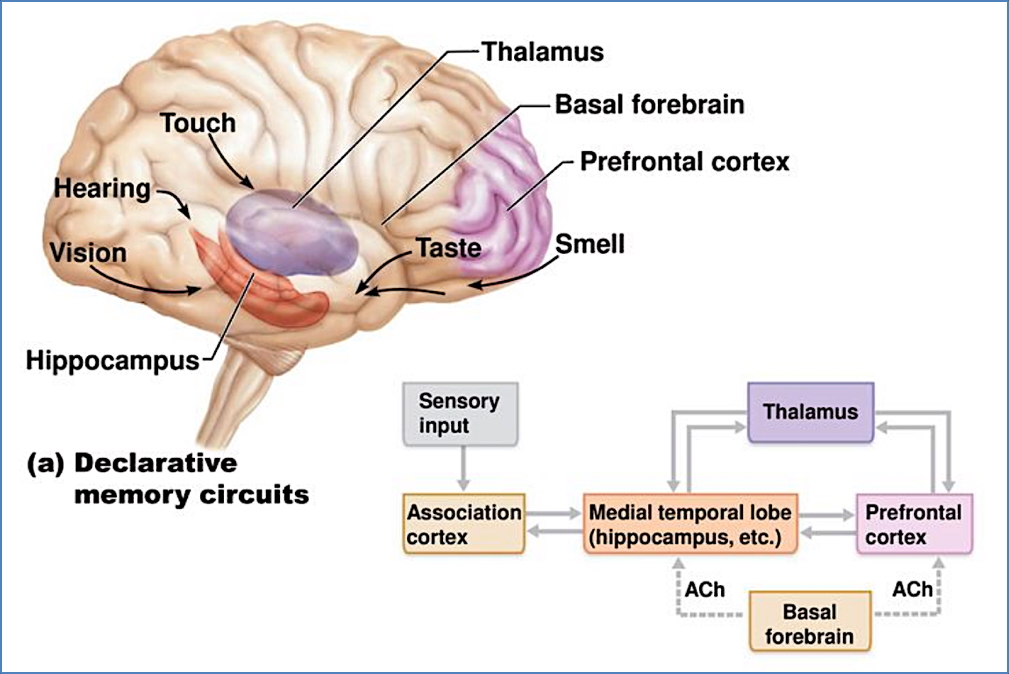neurobiology of memories - Declarative memory circuit