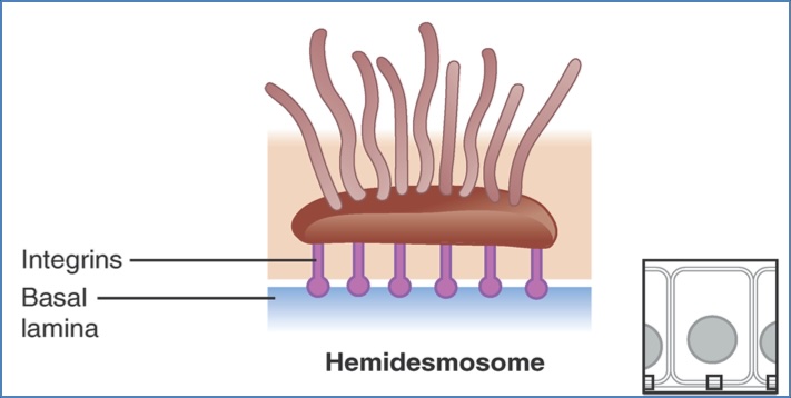 Skin structure - Dermal-Epidermal Junction