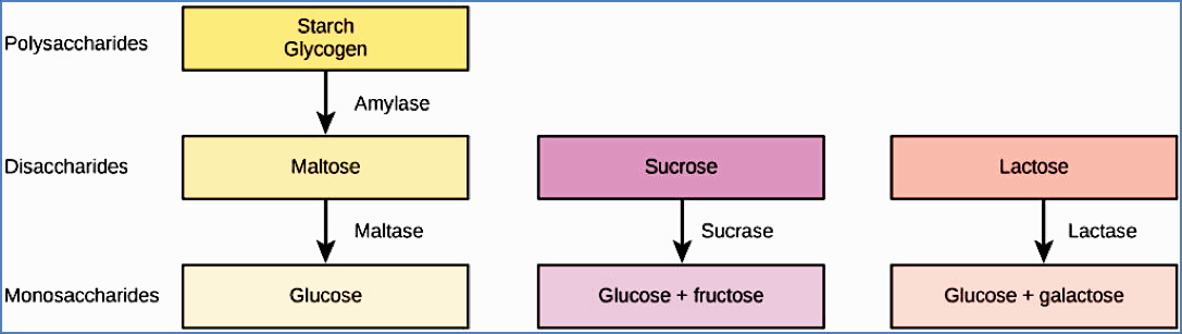 Disaccharide Metabolism