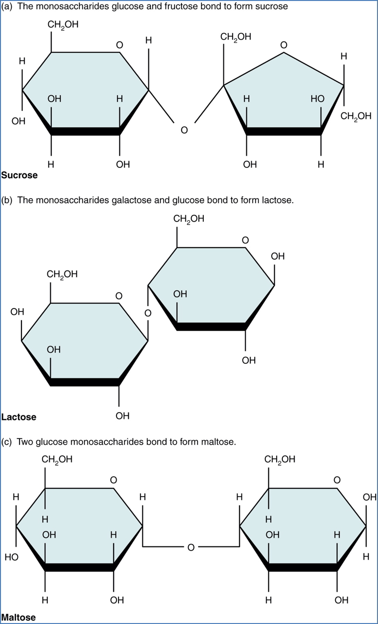 carbohydrates: Disaccharides