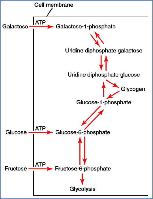 Each Monosaccharide Has Its Own Metabolic Pathway