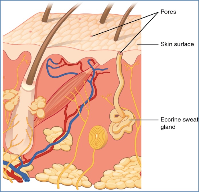 Skin appendages - Eccrine sweat glands