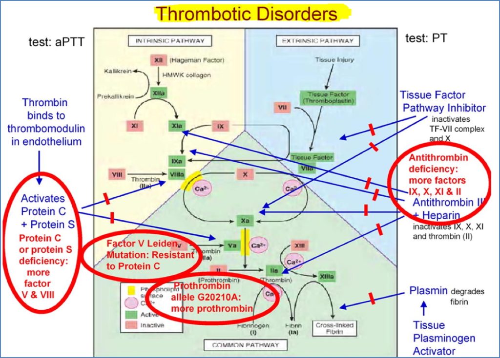 Evaluation of Thrombotic Disorders