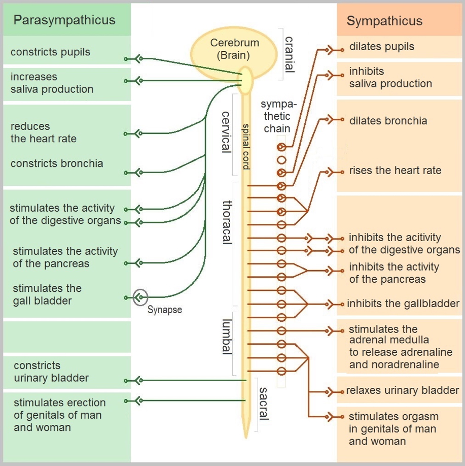 GI neurovascular supply - Extrinsic Innervation