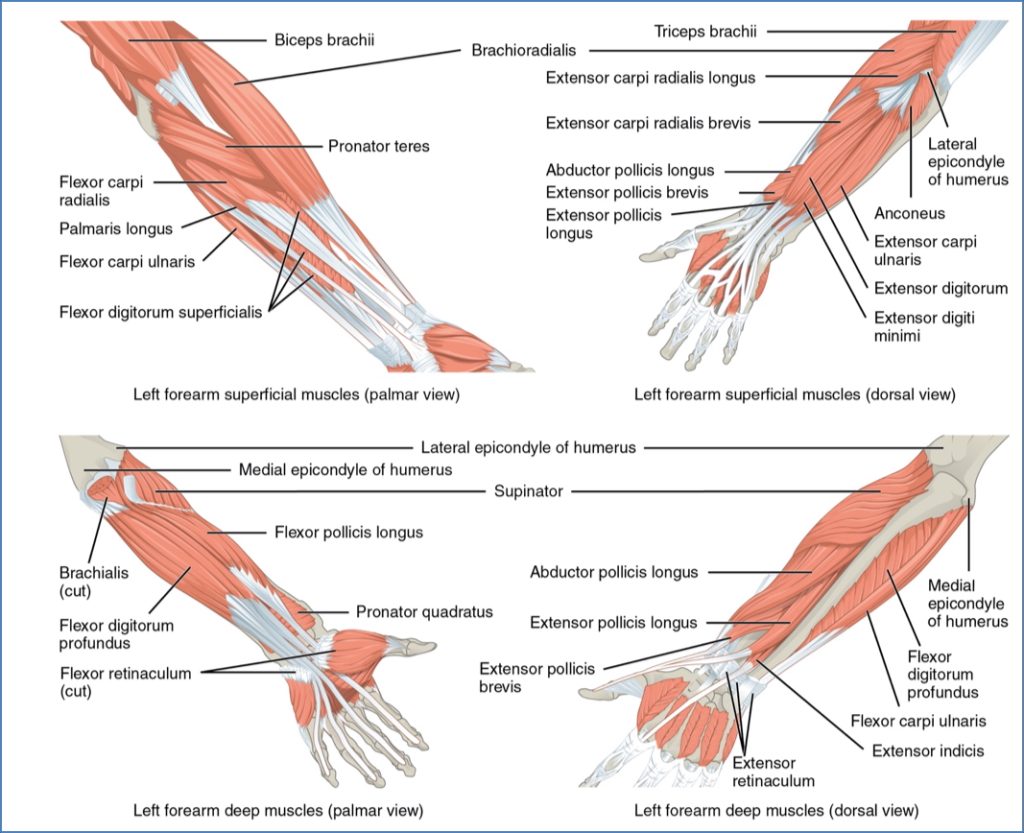 Extrinsic Muscles of the Hand