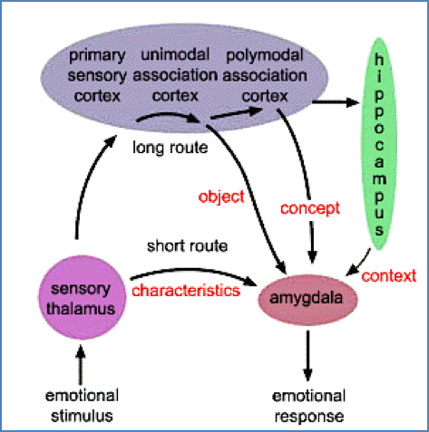 Neurobiology of emotions - Fear