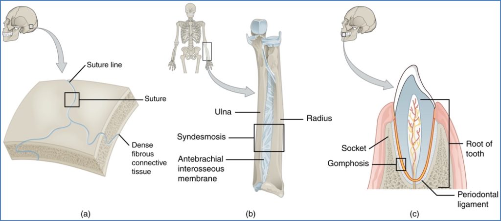 Fibrous Joints