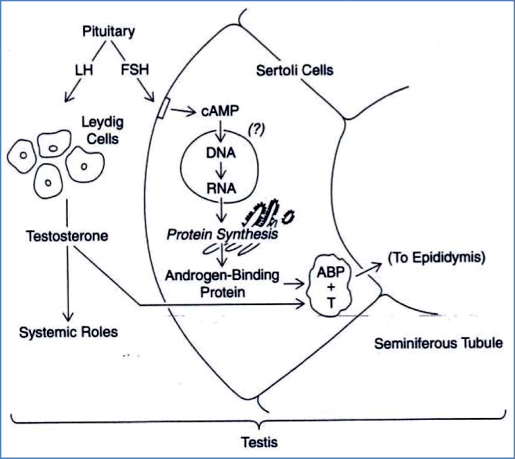 Functional Micro-Anatomy of the Testes