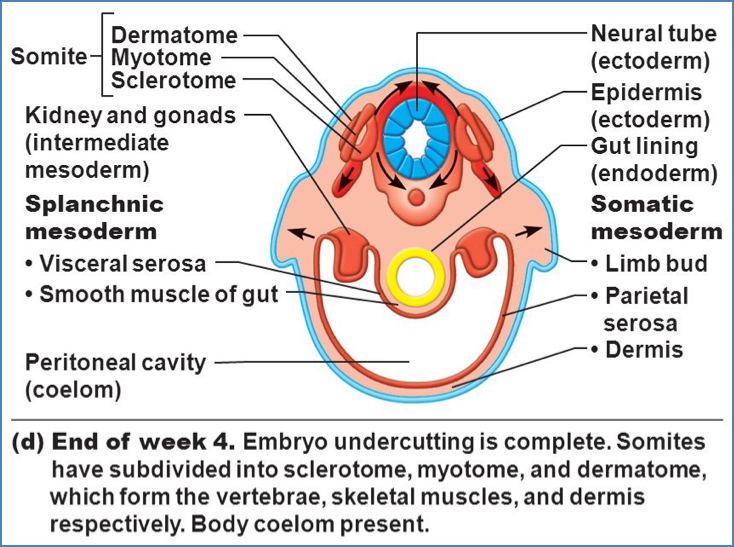 gastrointestinal embryology: GIT develops from the Endoderm & Mesoderm