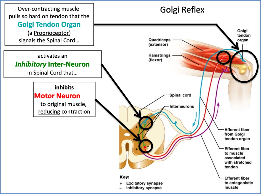 muscle reflexes - GOLGI TENDON REFLEX