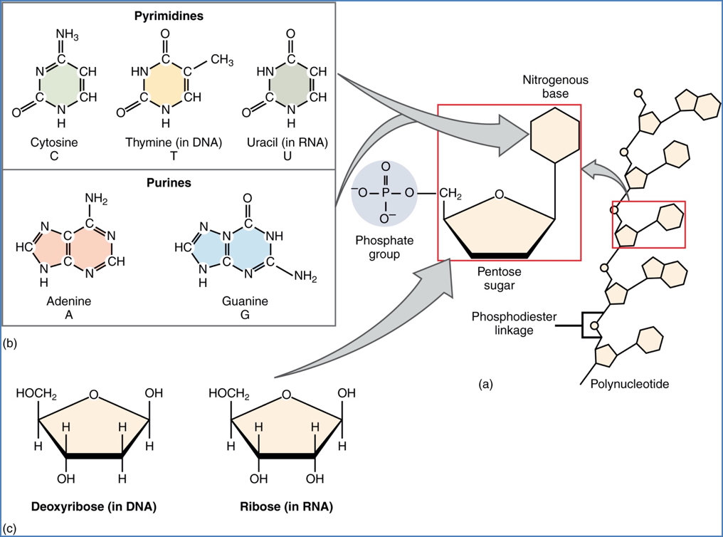 General Info About Nucleic Acids