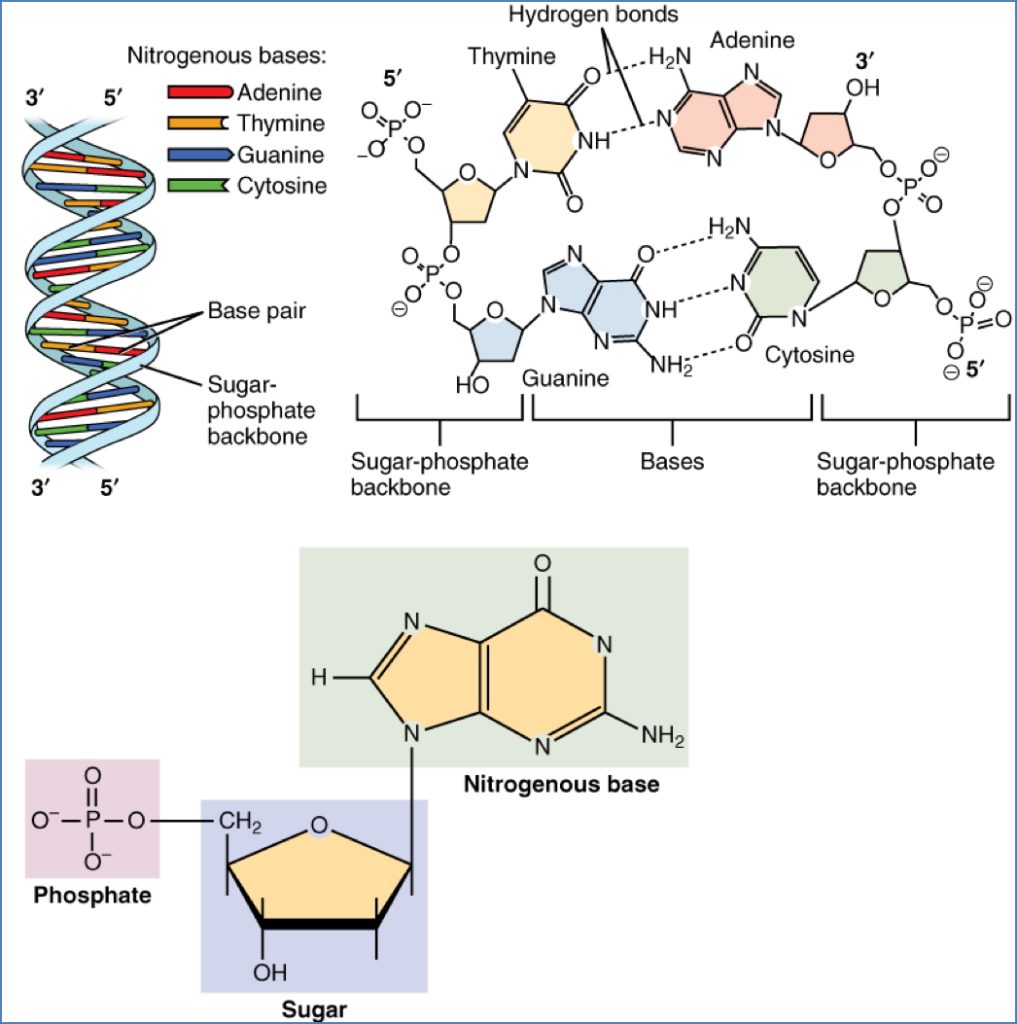 General Info About Nucleic Acids2