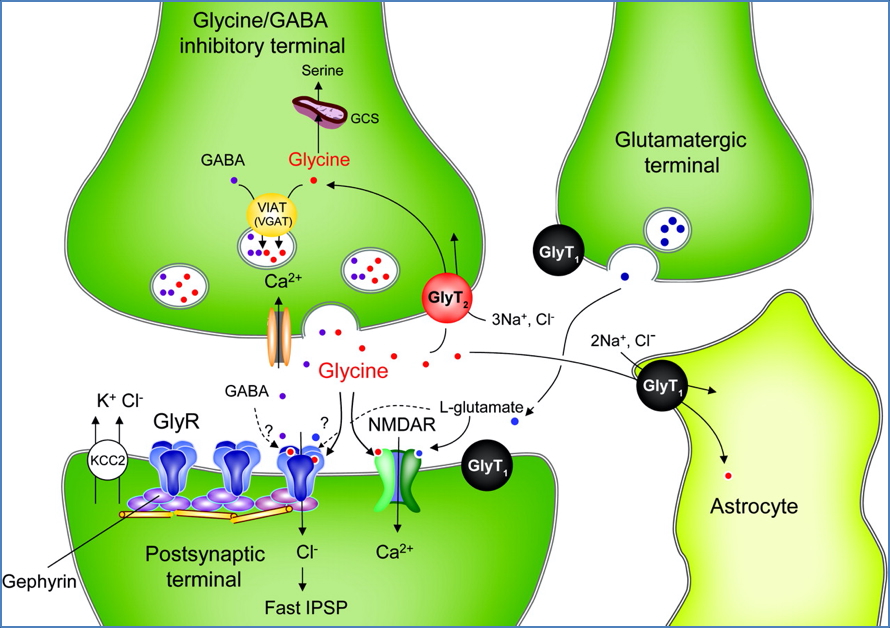 Neurotransmitters - Glycine