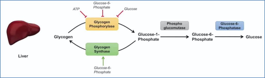Glycogen Metabolism