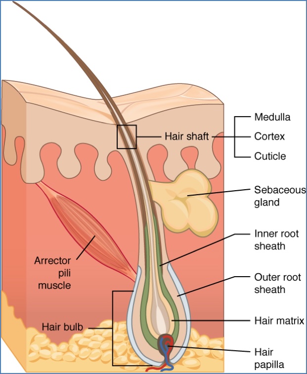 Hair follicle