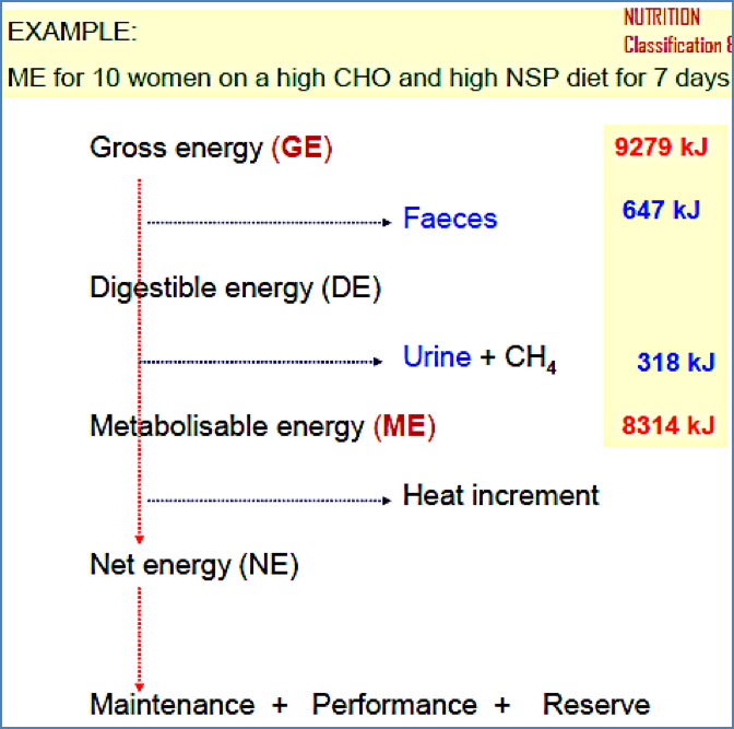 nutrition basics: Harvesting Energy From Food