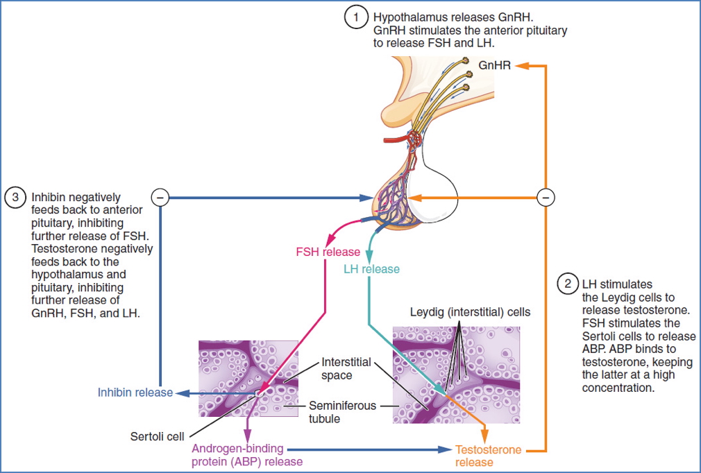 Reproductive Endocrinology - Regulation of Spermatogenesis