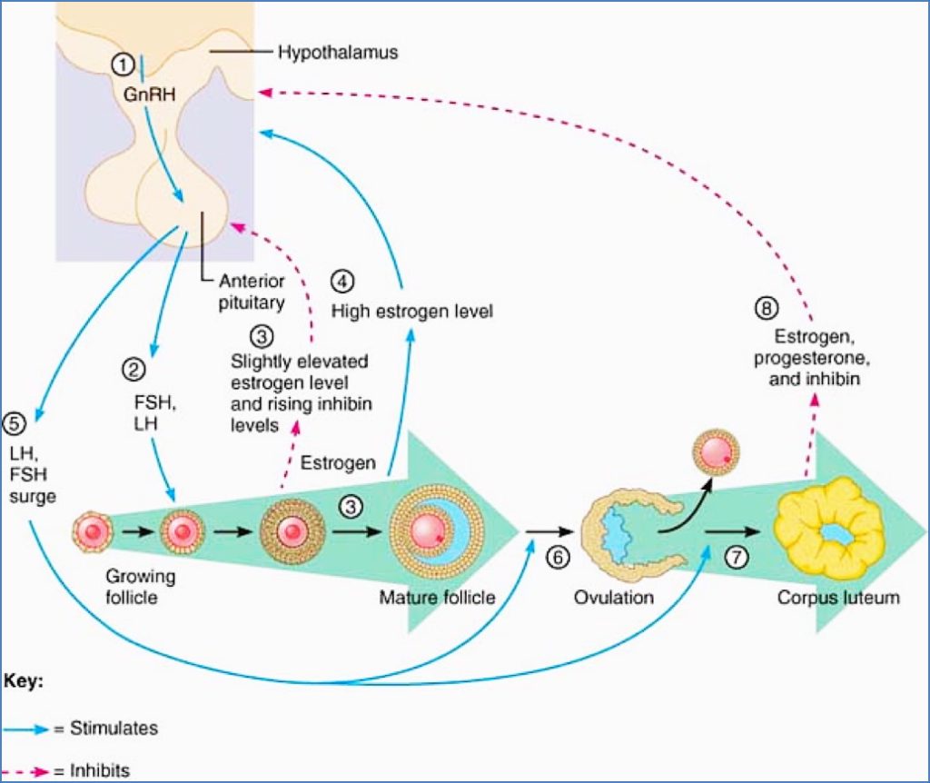 Reproductive Endocrinology - Regulation of the Ovarian Cycle