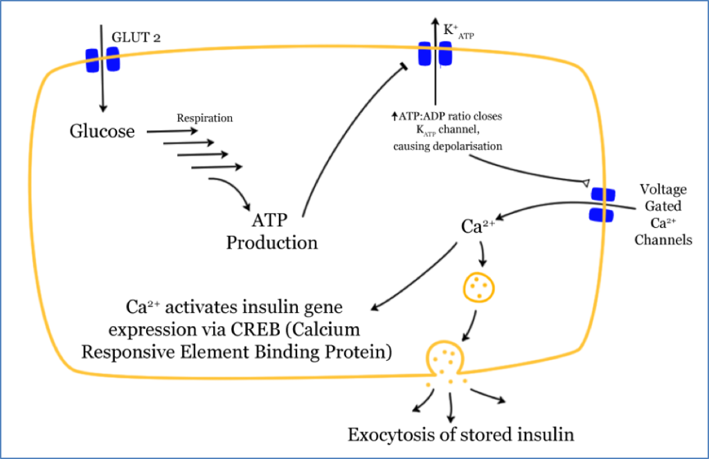 Insulin release from the Endocrine Pancreas
