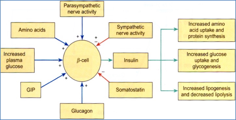 Insulin Release Feedback