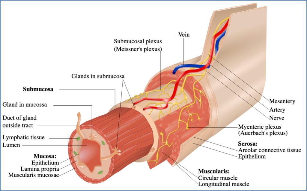 GI neurovascular supply - Intrinsic Innervation
