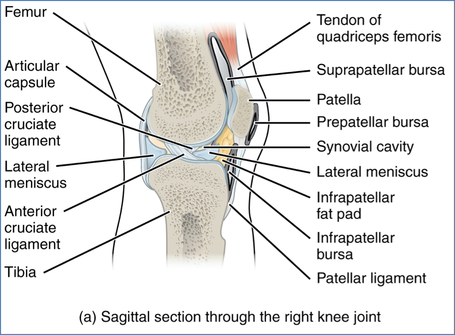 Lower Limb Joints - Knee Bursae