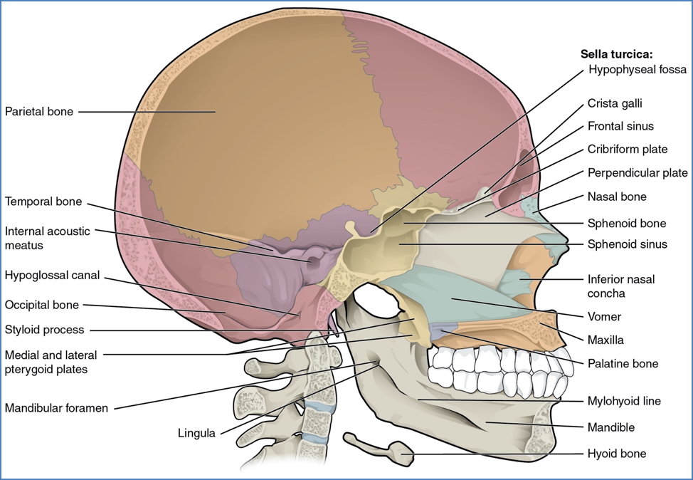 bones of the skull - Lateral View