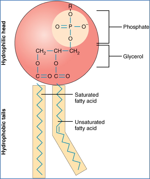 Lipid Bilayer