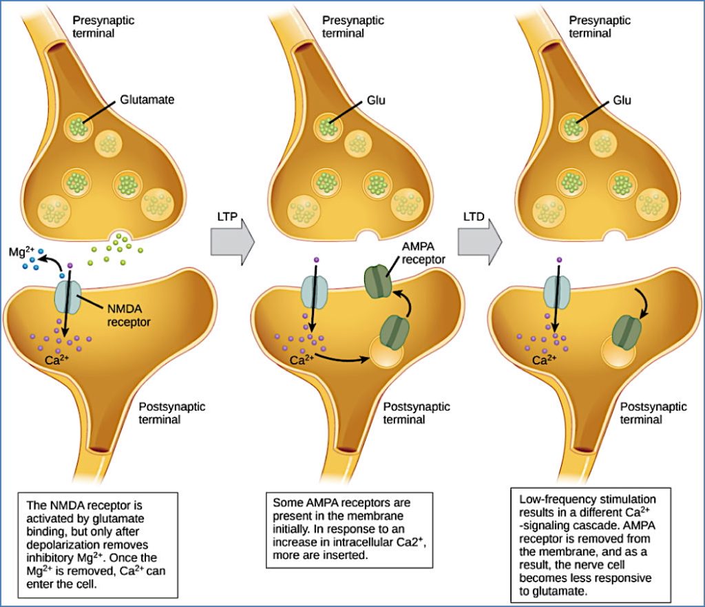 Neurobiology of memory formation - Long-Term Potentiation & Long-Term Depression