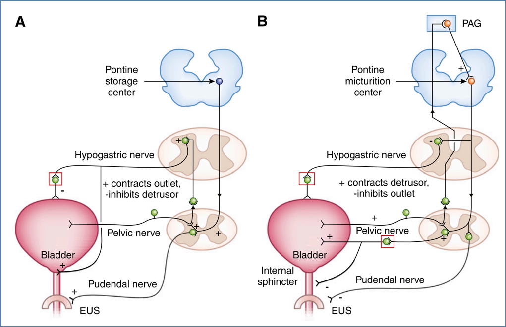 renal physiology - MICTURITION REFLEX