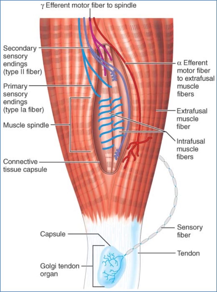 MUSCLE REFLEXES