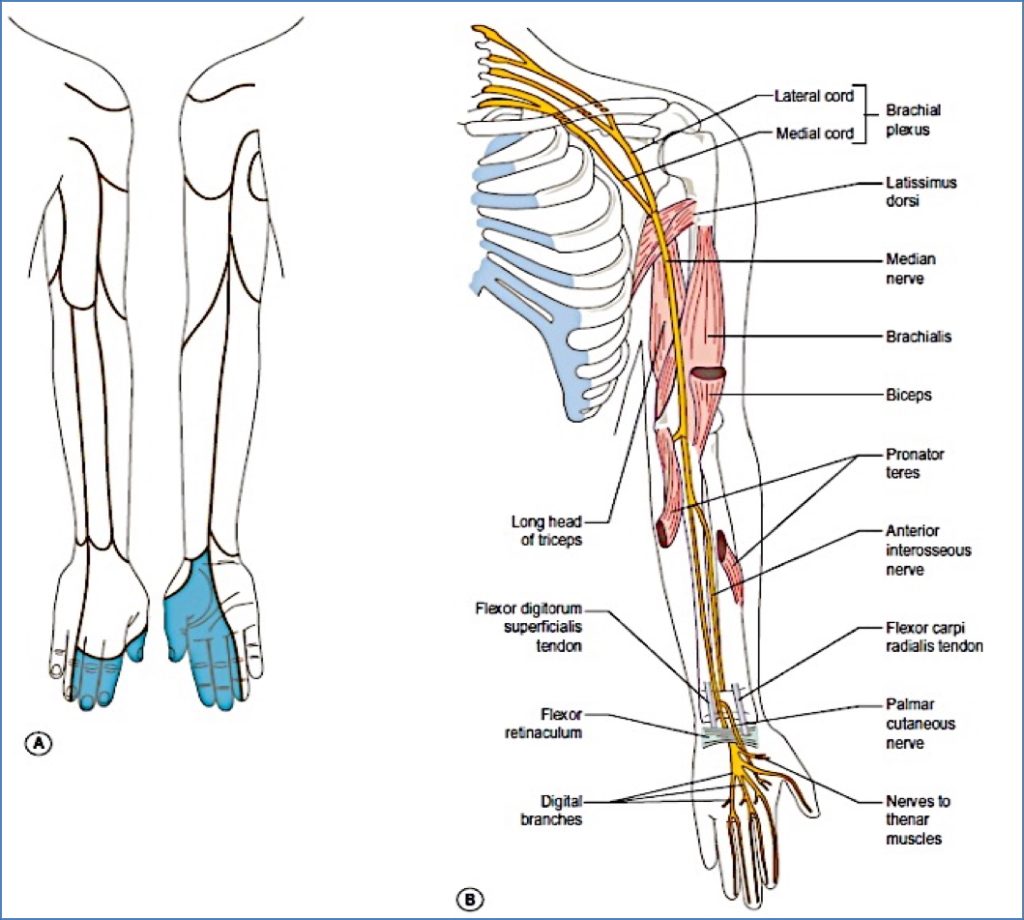 cervical and brachial plexuses - Median Nerve