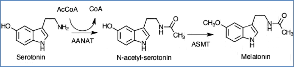 Pineal Gland - Melatonin