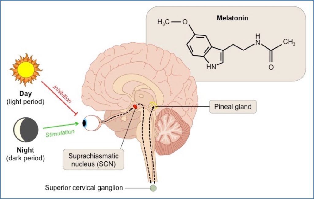 Pineal Gland - Melatonin