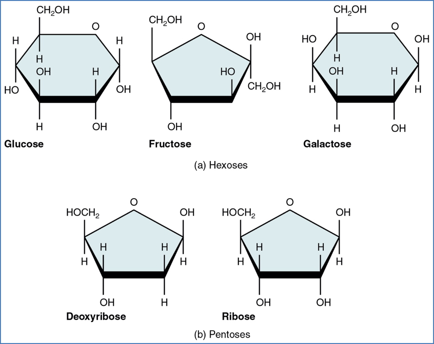 carbohydrates: Monosaccharides
