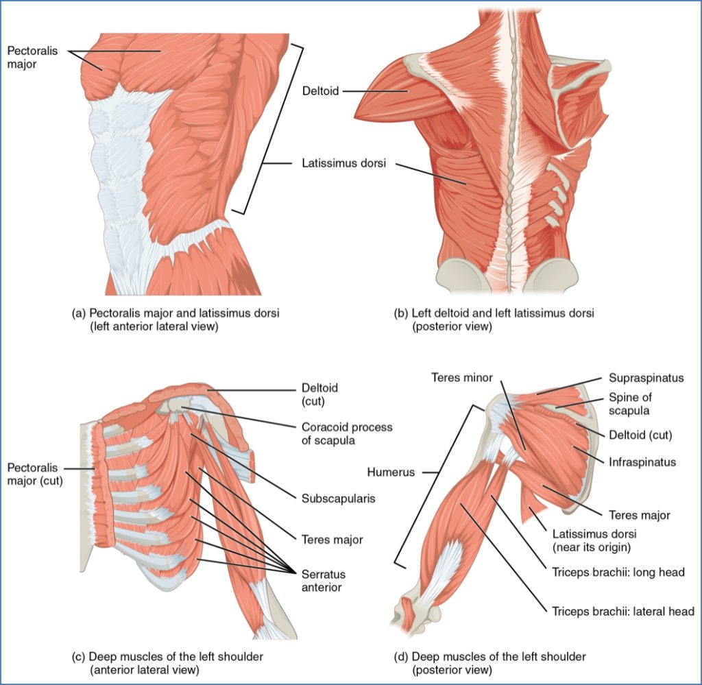 Upper Limb Muscles - Muscles That Move The Humerus