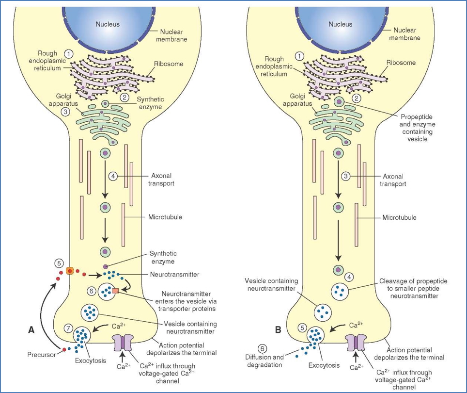 Neurotransmitters
