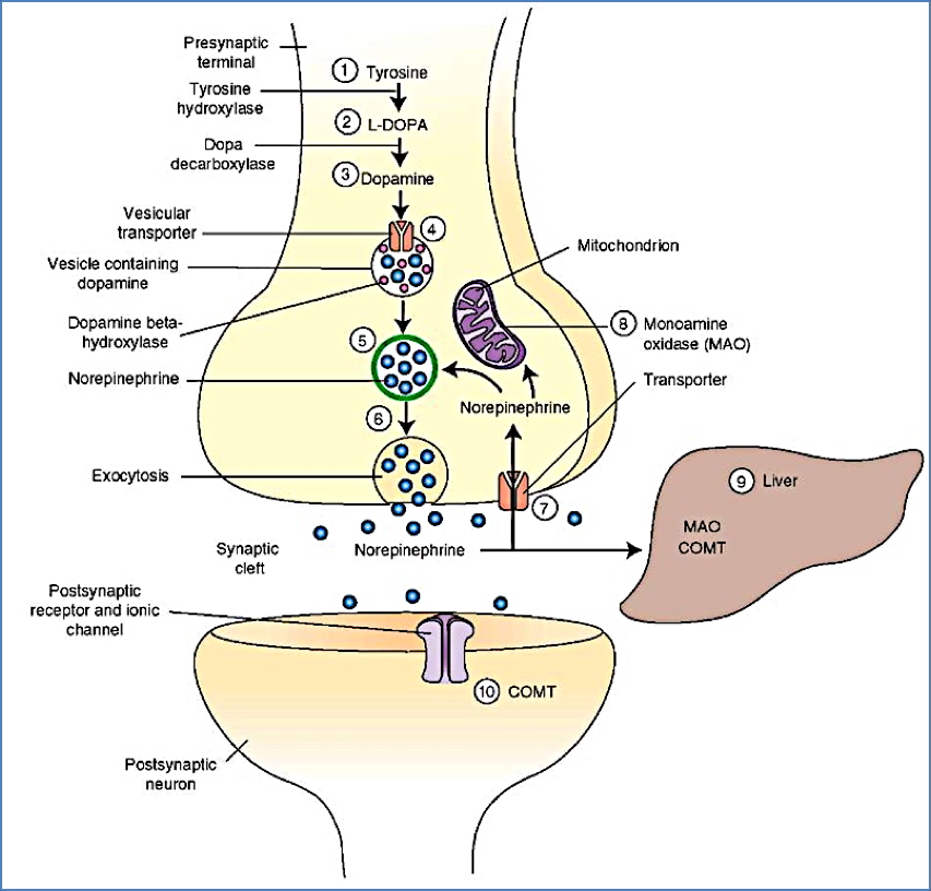 Neurotransmitters - Nor-Epinephrine