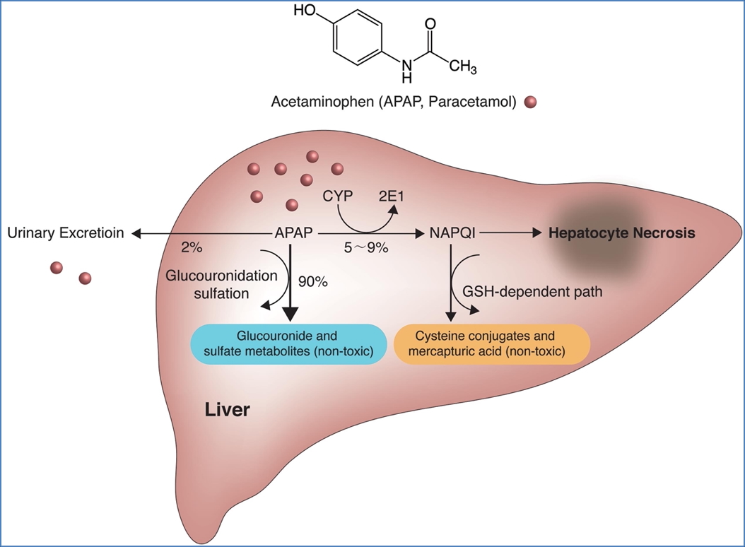 PARACETAMOL-INDUCED HEPATITIS