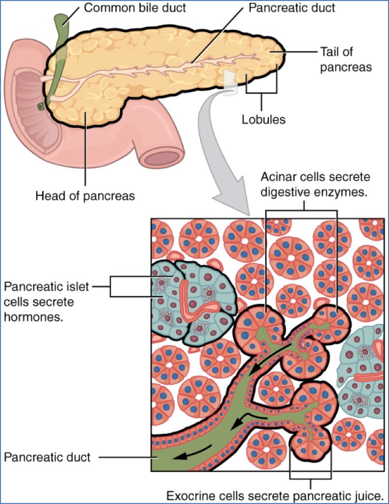 gastrointestinal secretions - Pancreas