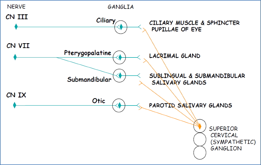 Cranial nerve Parasympathetic ganglia