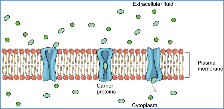 cell membrane and transport - Passive Transport Proteins