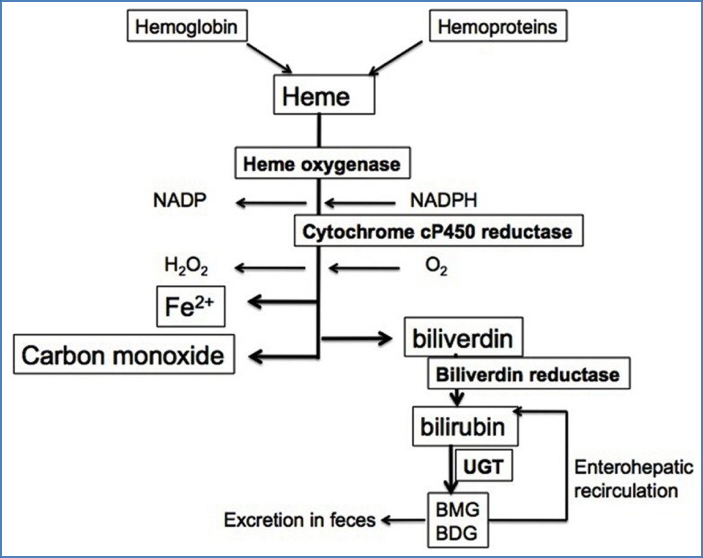 HAEMOLYTIC ANAEMIA - Pathogenesis