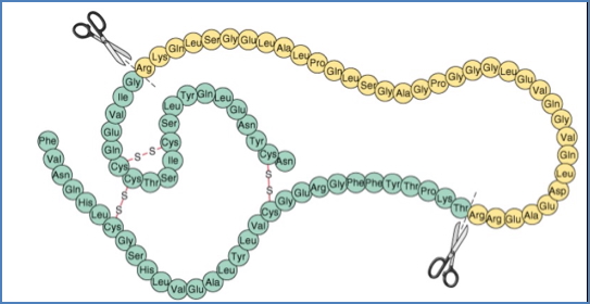 Peptide Hormone Synthesis & Processing