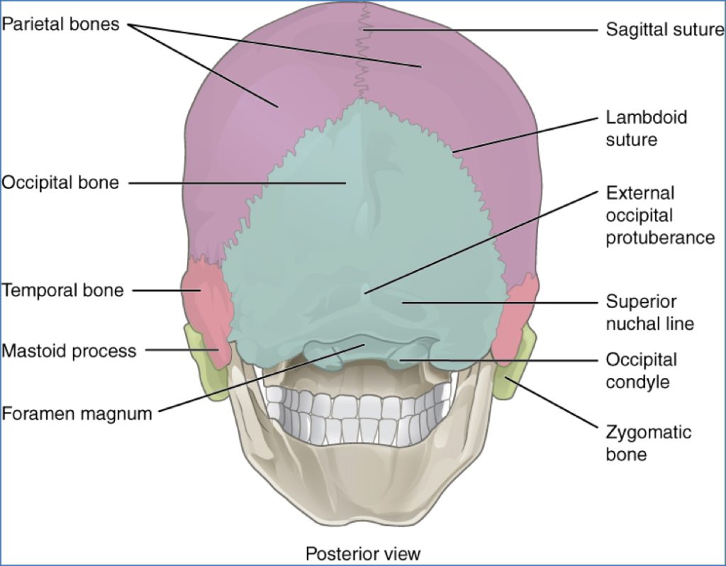 bones of the skull - Posterior View