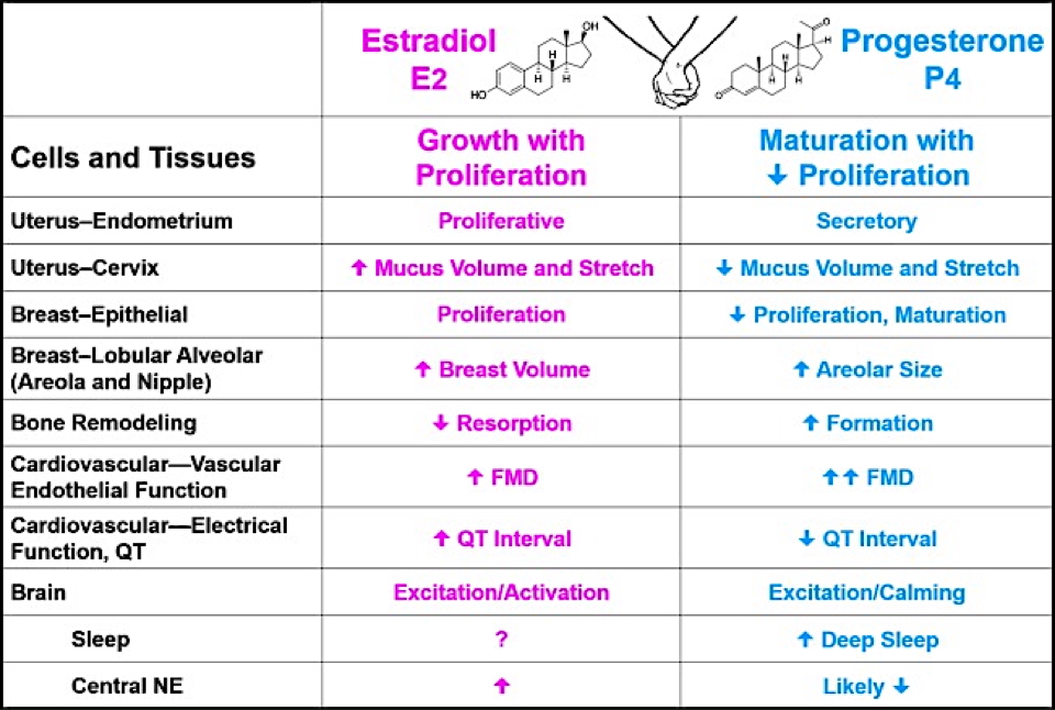 Reproductive Endocrinology - Primary Actions of Progesterone