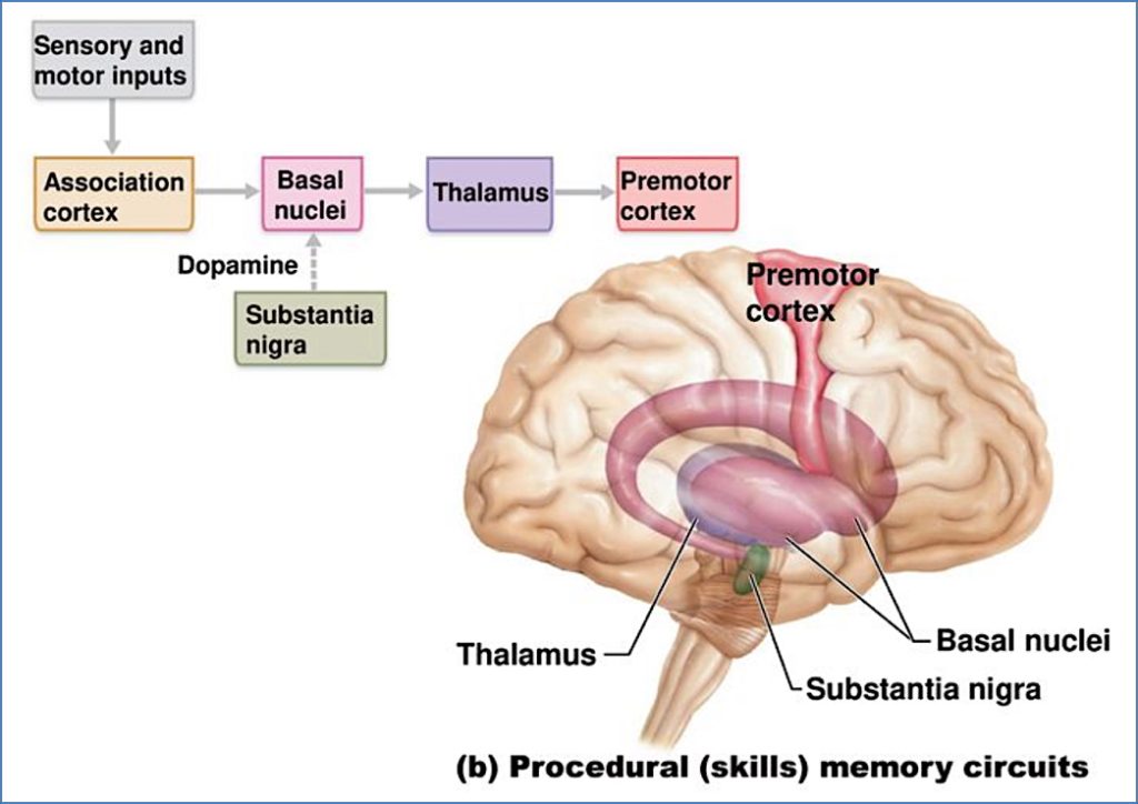 neurobiology of memories - Procedural Memory